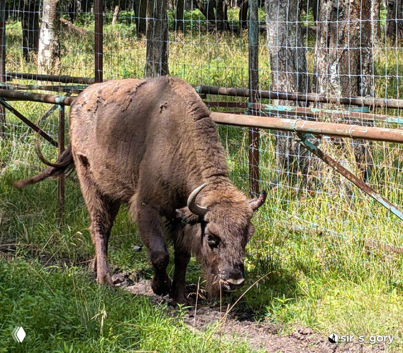 Крупный зубр у ограды питомника, кормится травой, вид спереди‑сбоку с акцентом на морду и рога, зелёная травяная подложка.