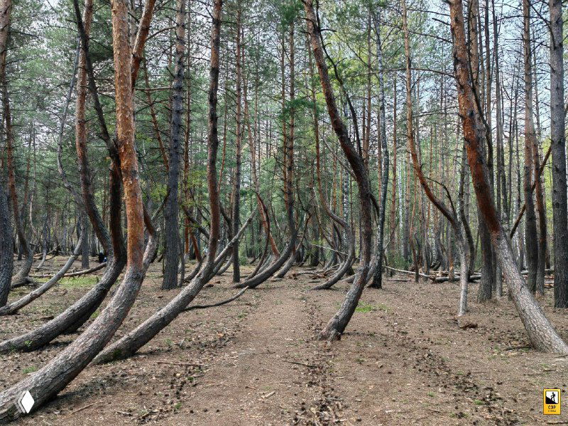 Панорамный вид на участок 'Пьяного леса' с рядом симметричных загнутых стволов, создающих эффект аллей и глубины в кадре.