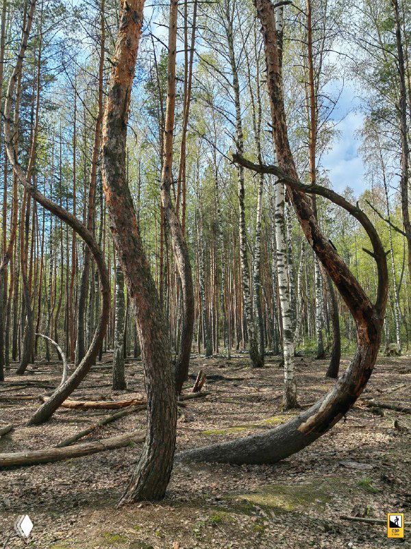Вертикальный ракурс на несколько высоких сосен с изогнутыми основанием стволов, сквозь кроны пробивается голубое небо.
