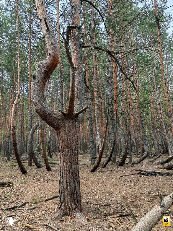 Фото центрального дерева в 'Пьяном лесу' с относительно прямым стволом, окружённого рядом сильно изогнутых сосен, создающих контраст.