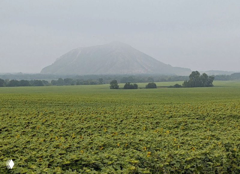 Шихан в тумане виден издалека через поле подсолнухов, приглушённые контуры горы и низкая туманная поволока создают мистическую атмосферу.