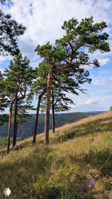 Группа сосен на вершине холма на фоне реки и луга — типичный растительный пейзаж с реликтовыми породами в пределах нацпарка «Самарская лука».