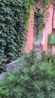 Розовая фасадная стена дома, обвитая зеленью и сосновыми ветвями, угол двора Миллионки с окнами и растительностью на переднем плане.