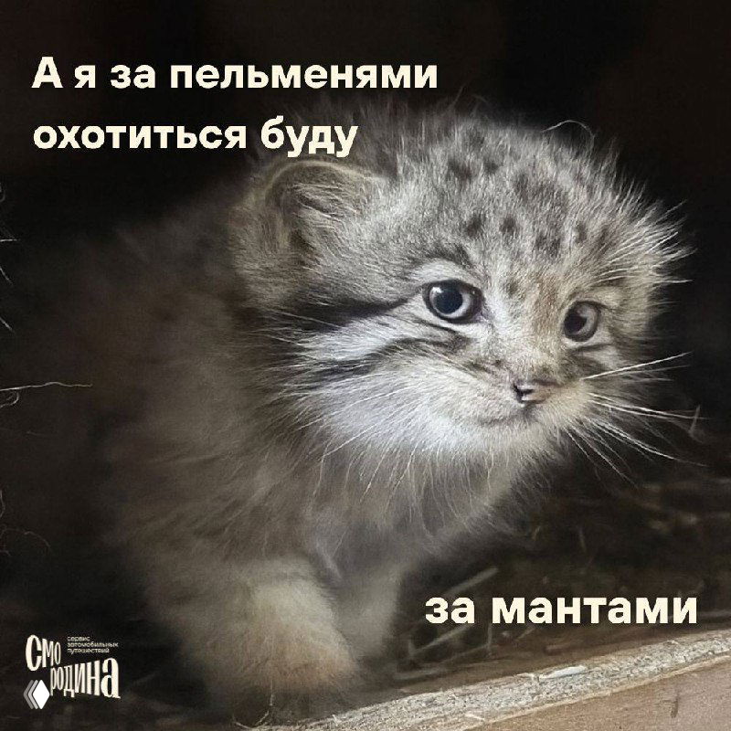 Мем с крошечным котёнком в тёмном углу и текстом про «охоту» на пельмени и манты — игривая иллюстрация темы региональных блюд.