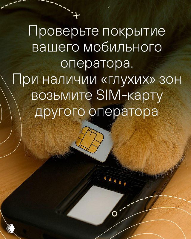 Крупный план кота, держащего SIM‑карту рядом с телефоном — иллюстрация проверки покрытия оператора и при необходимости использования SIM другого оператора.