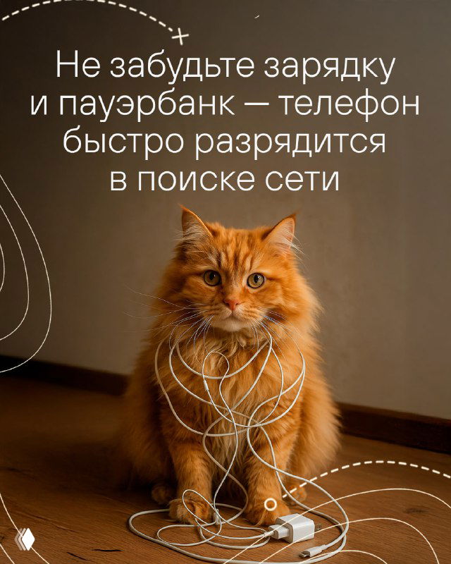 Кот сидит рядом с зарядным устройством и пауэрбанком — напоминание не забывать зарядку и внешний аккумулятор, чтобы телефон не сел при поиске сети.