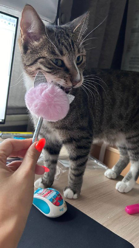 Тот же полосатый кот тянется к розовому помпону и нюхает его на столе рядом с компьютером, показывая домашний, живой контекст поста.