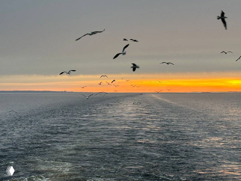 Панорамный вид с кормы судна: чайки летают над следом от корабля на море, тонкая полоса заката на горизонте, спокойная атмосфера.