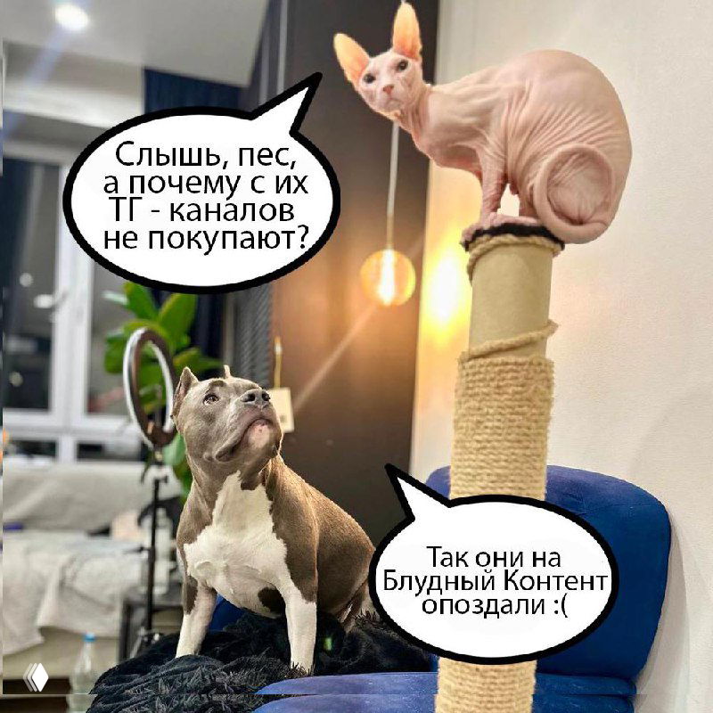 Фото сфинкса на столбе-когтеточке и собаки в интерьере с комиксными пузырями — кот и пёс «говорят» про опоздание на Блудный Контент и обсуждают канал.