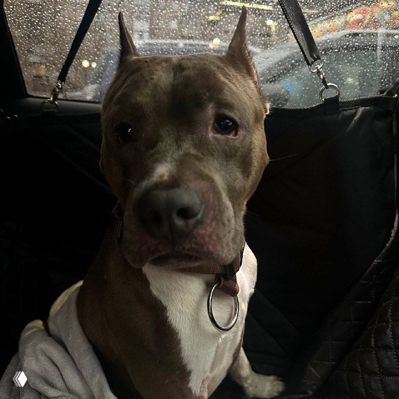 Крупный план стаффорда в автомобильном кресле: собака с грустными глазами, мокрое стекло и капли дождя на фоне