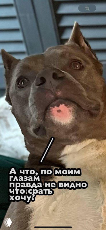 Фотография собаки крупным планом: морда и выражение, на изображении наложен текст про физиологическую необходимость, фон не в фокусе.