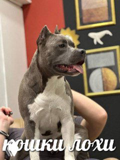 Фото крупной собаки (питбуль) в интерьерной обстановке на фоне картин; на изображении присутствует мемный текст «кошки лохи», выражающий шутливый контекст.
