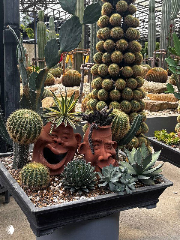 Тепличная витрина с композициями кактусов и суккулентов: декоративные кашпо в форме лиц, пирамидка шарообразных кактусов и разные горшки в кадре.