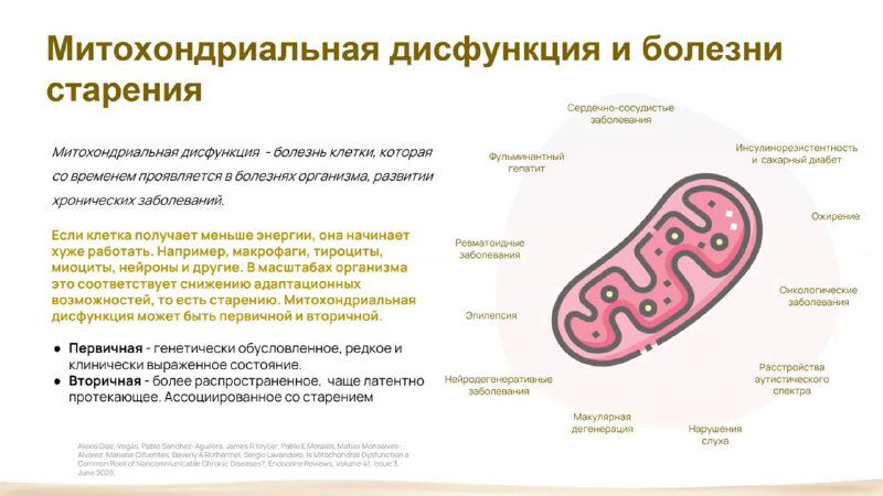 Инфографика о митохондриальной дисфункции и болезнях старения: текстовые блоки, ключевые пункты и упрощённая схема митохондрии на светлом фоне.