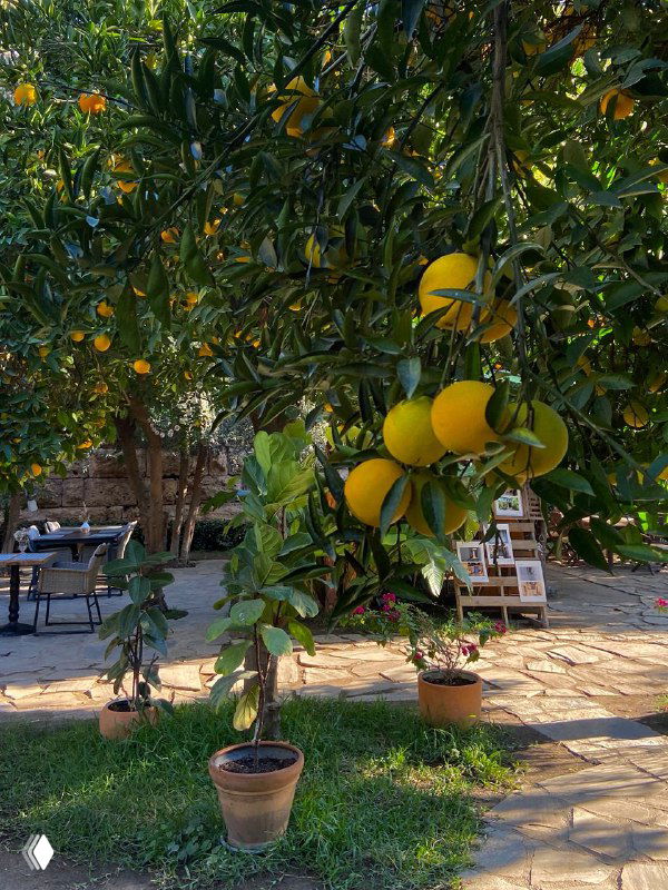 Крупный план зрелых апельсинов и мандаринов на дереве в саду отеля — плоды, доступные гостям прямо с веток в внутреннем дворике.