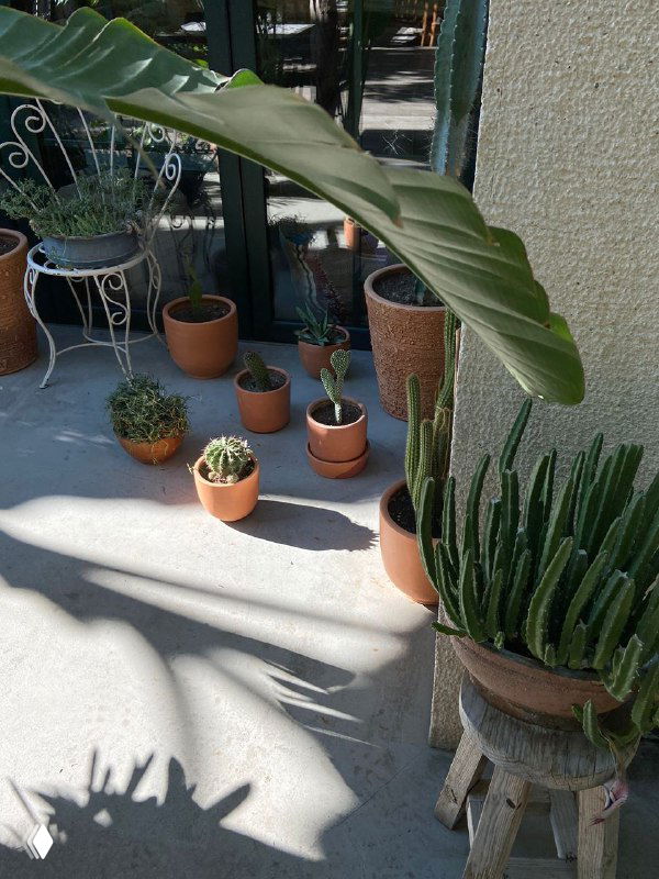 Уголок с горшечными растениями и кактусами на солнечном полу внутреннего дворика бутик‑отеля — декоративные растения и тёплые тени.