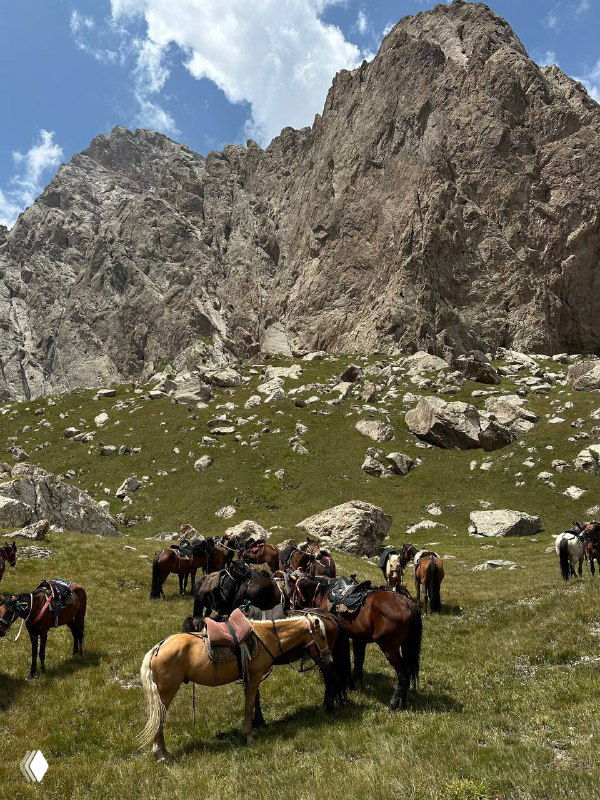 Горная долина с привязанными лошадьми и снаряжением: подготовка к верховой прогулке в альпийском ландшафте у подножия скал.