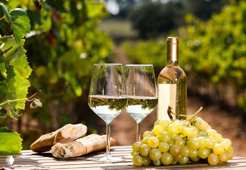 Дегустация совиньонов со всего мира