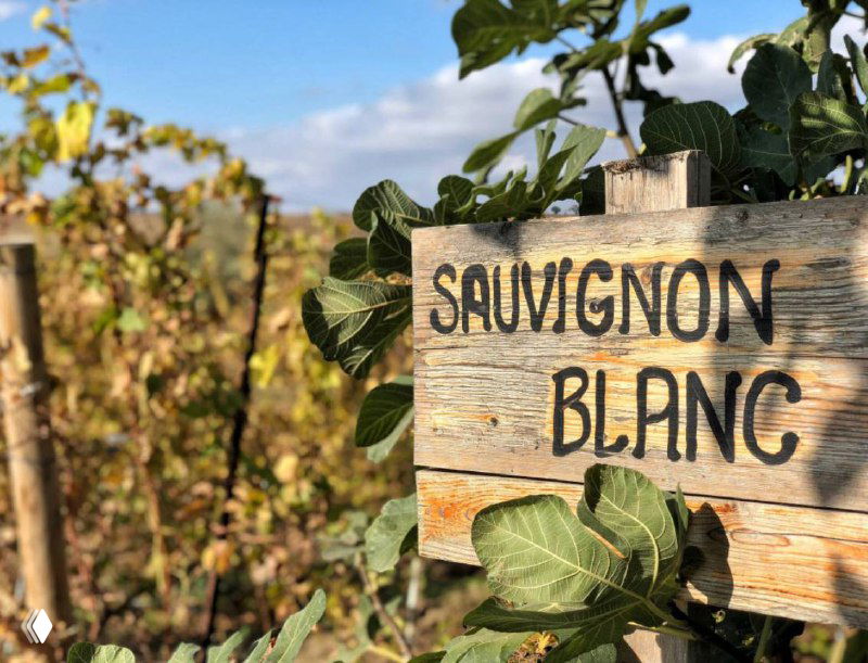 Пять фактов про Совиньон Блан