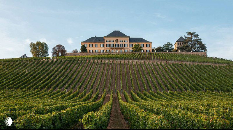 Дегустация рислингов из Германии