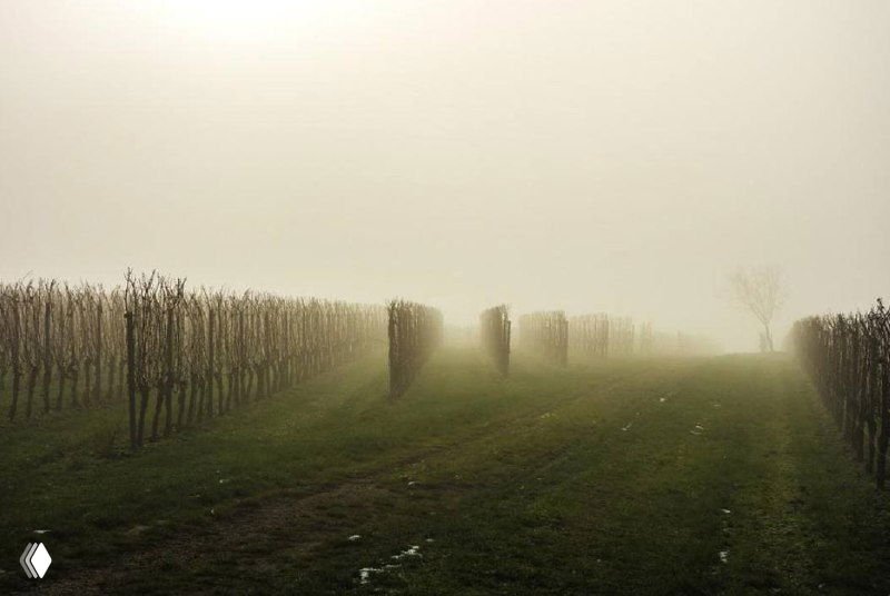 В чем секрет Неббиоло?