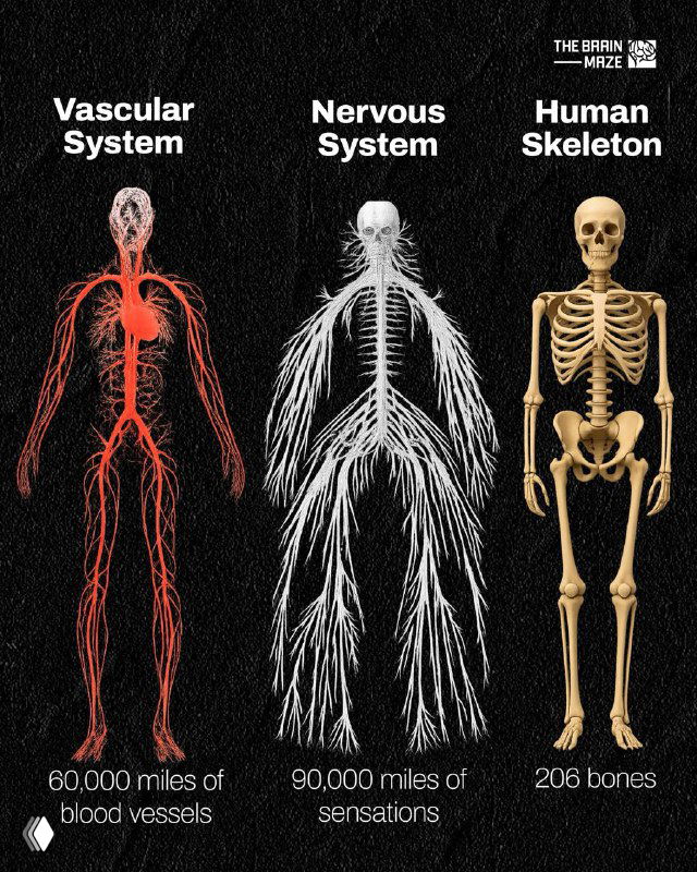 Как правильно «раздеться» на публике?