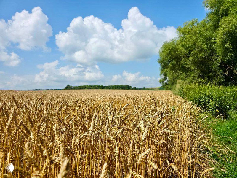 Широкое золотое поле пшеницы под высоким голубым небом и полоской леса на горизонте — летний пейзаж рядом с местом проведения сборов.