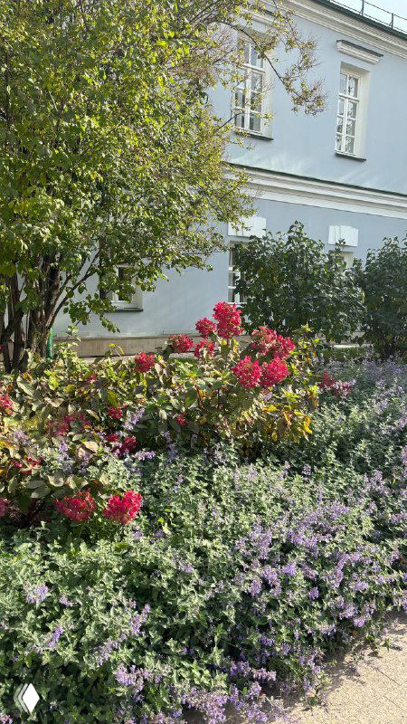 Клумба с розовыми и фиолетовыми цветами, декоративные растения на тротуаре у кафе — зелёная и цветочная зона возле Малой Никитской.