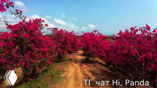 Аллея ярко-розовых и пурпурных бугенвиллий вдоль тропической дорожки в саду Хайнаня на солнечном фоне неба, плотные цветущие заросли.