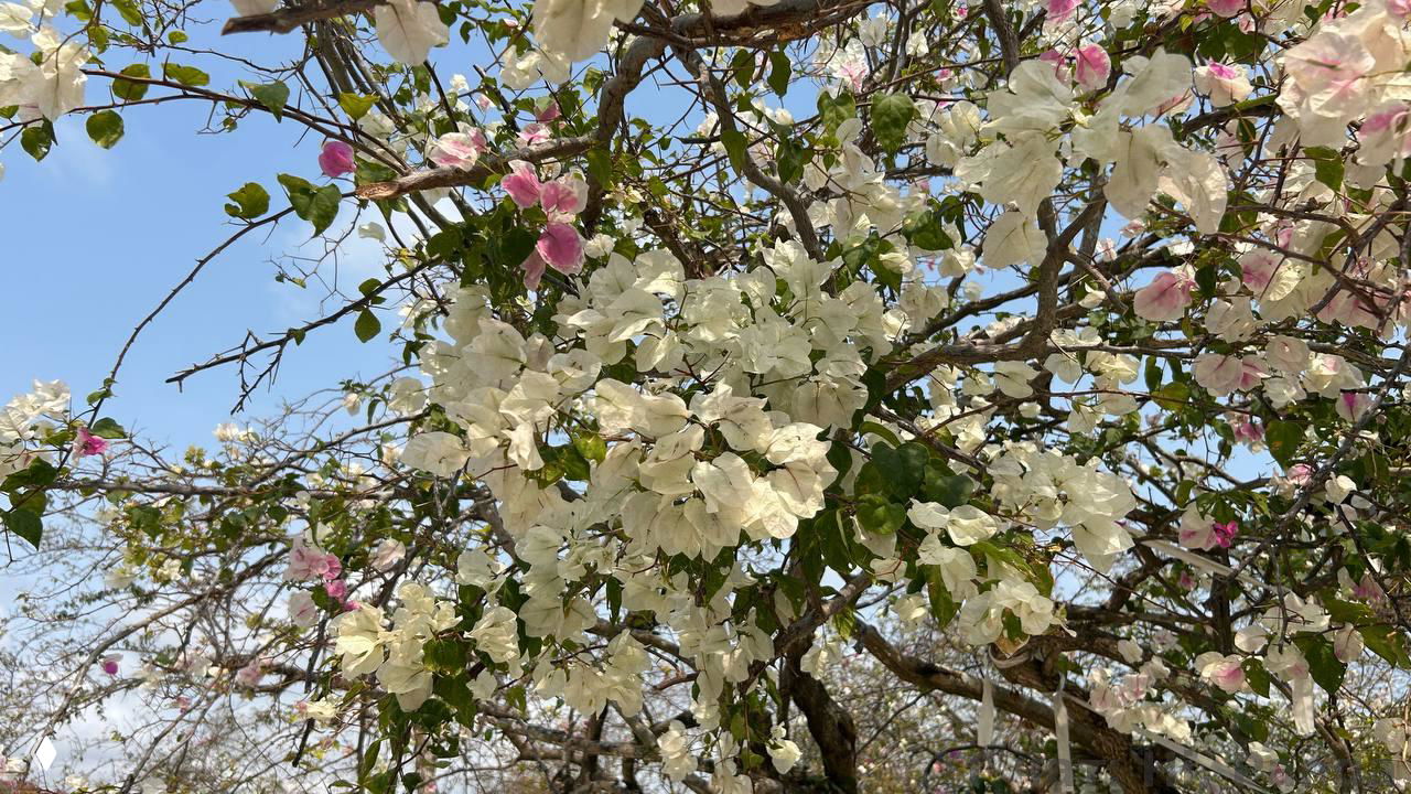 Крупный план ветвей с белыми и бледно-розовыми цветами на фоне голубого неба — декоративные лианы и цветы в парке Хайнаня.