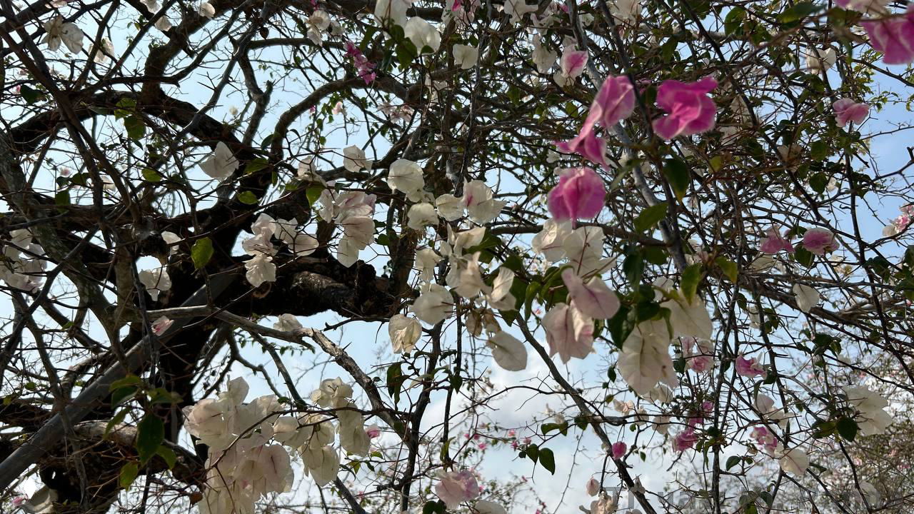 Переплетение ветвей и лепестков белых и розовых цветов, создающее ажурный узор в кроне деревьев в саду на Хайнане.