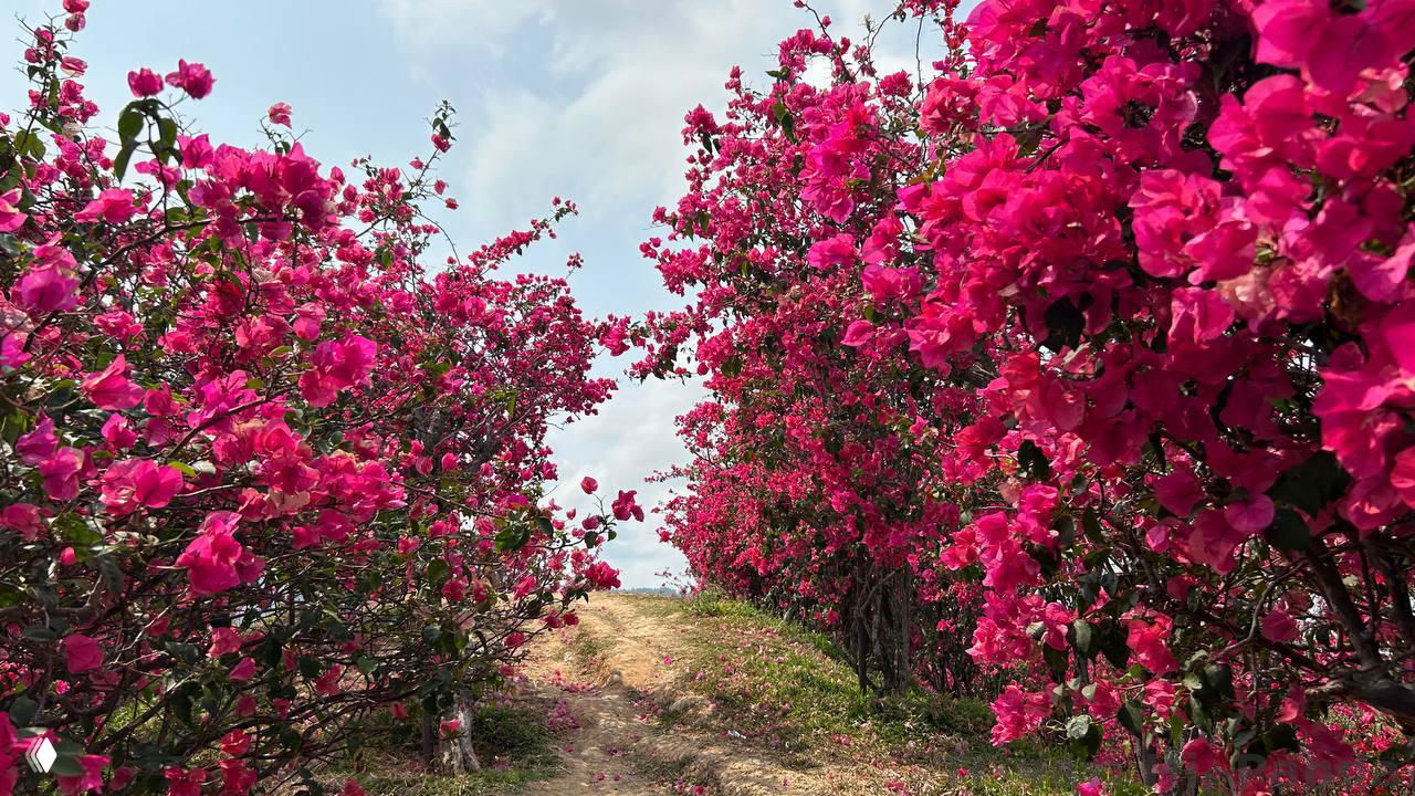 Тропинка между плотных рядов насыщенно-розовых цветущих кустов, создающая эффект цветочного коридора в саду Хайнаня.