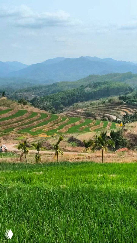 Панорамный вид рисовых террас и холмов Хайнаня: зелёные поля, несколько пальм на переднем плане и горы на горизонте.