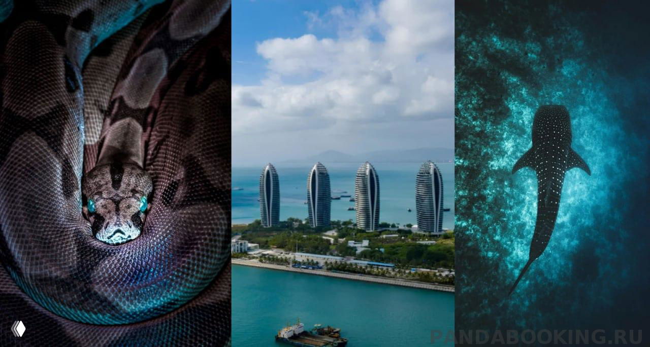 Коллаж: крупный план змеи, вид на набережную и небоскрёбы острова Феникс в Хайнане, а также плавающая китовая акула на фоне моря.