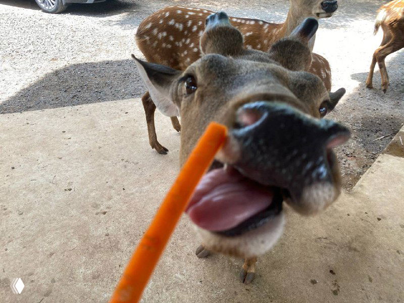 Крупный план любопытного оленя, который тянется за палочкой моркови на оленьей ферме семейного сафари в Хайкоу.