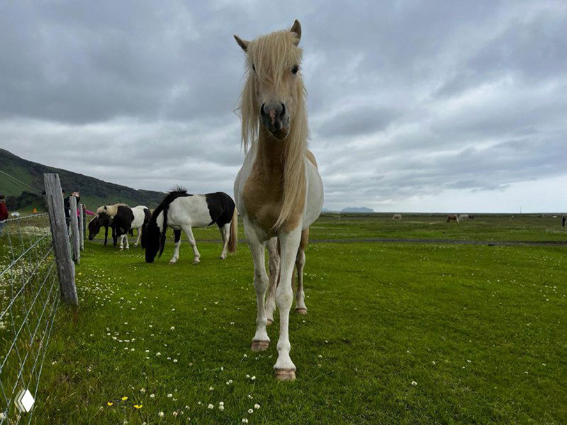 Исландская лошадь крупным планом на зелёном пастбище при пасмурной погоде; на заднем плане видны другие лошади и ровный ландшафт.