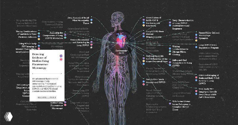 Трёхмерная схема человека с подсвеченными органами, множеством подписей и связей — визуализация интерактивной карты исследований фонда PolyBio.