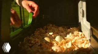 Кадр из промо Omlet: рука рядом с гнездом и яйцами на опилках, тёплое освещение и подчёркнутая текстура подстилки в рекламной сцене