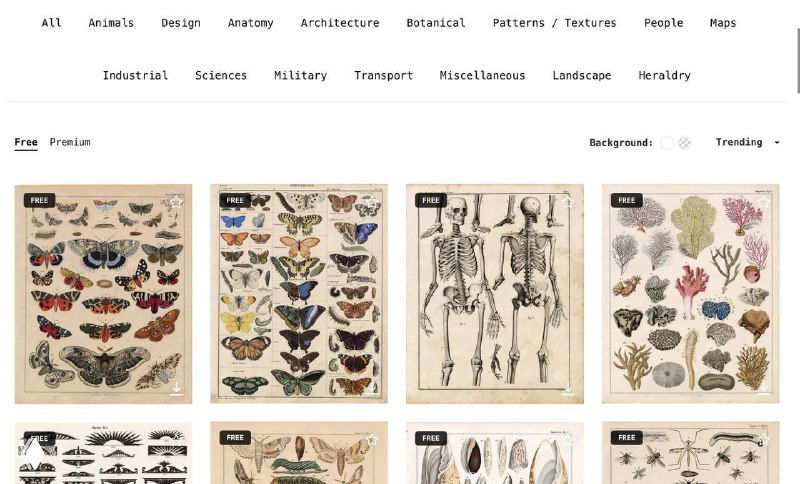 Превью страницы фотостока Century с сеткой винтажных иллюстраций — бабочки, анатомические схемы и ботанические рисунки на белом фоне.