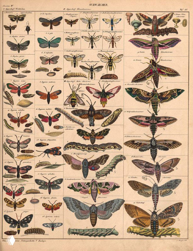 Страница из атласа Лоренца Окена с множеством цветных бабочек и мотыльков разных видов; детализированные научные рисунки и подписи XIX века.