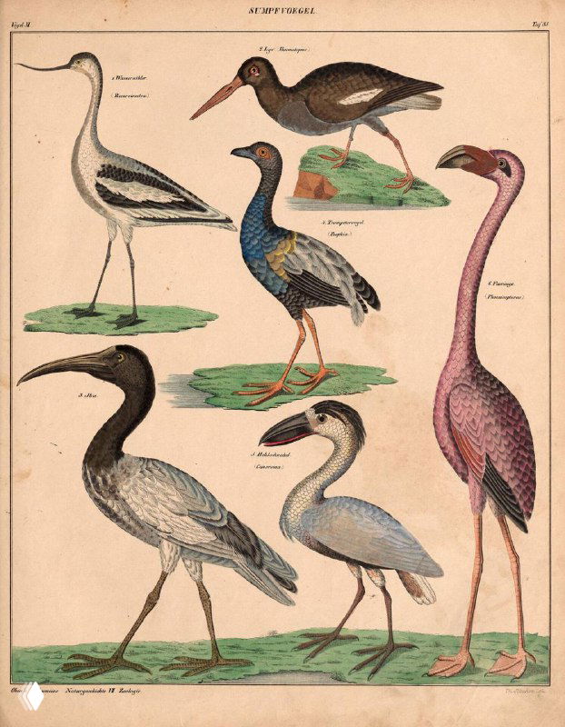 Иллюстрация птиц из атласа: несколько видов болотных и водоплавающих птиц, аккуратные цветные литографии и аннотации авторства XIX века.