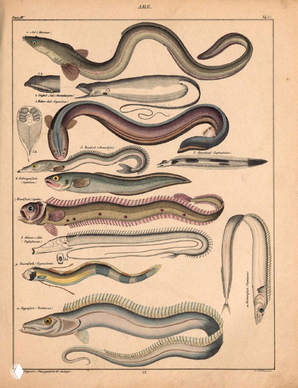 Иллюстрация морских и пресноводных рыб, угревидных и змеевидных форм; литографические изображения анатомии и видовая маркировка XIX века.