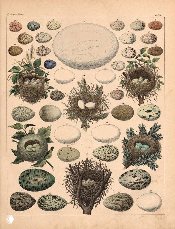 Пластинка с многочисленными птичьими гнёздами и яйцами разных птиц, подробные зарисовки формы, окраски и расположения гнёзд в атласе XIX века.