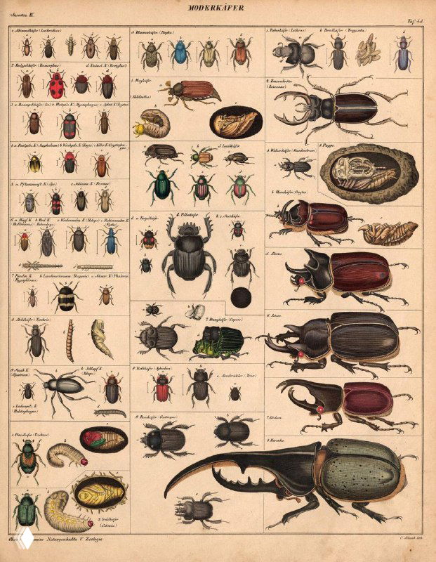 Страница с коллекцией различных жуков и жучков, детализированные показы крыльев, ножек и личинок; типичные энтомологические литографии XIX века.