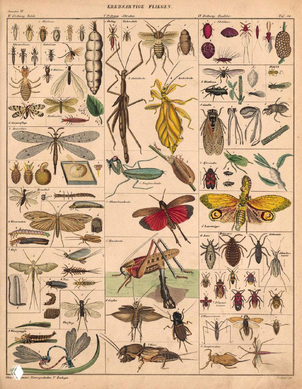 Иллюстрация с насекомыми разного размера и строения: прямокрылые, богомолы, щитники и другие, подробно показаны анатомические элементы для научной идентификации.