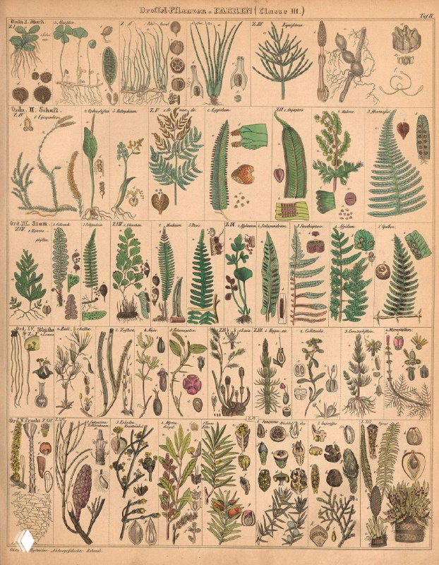 Пластинка с папоротниками, мхами и мелкими сосудистыми растениями; ботанические зарисовки с подписями и увеличенными деталями спорофитов XIX века.
