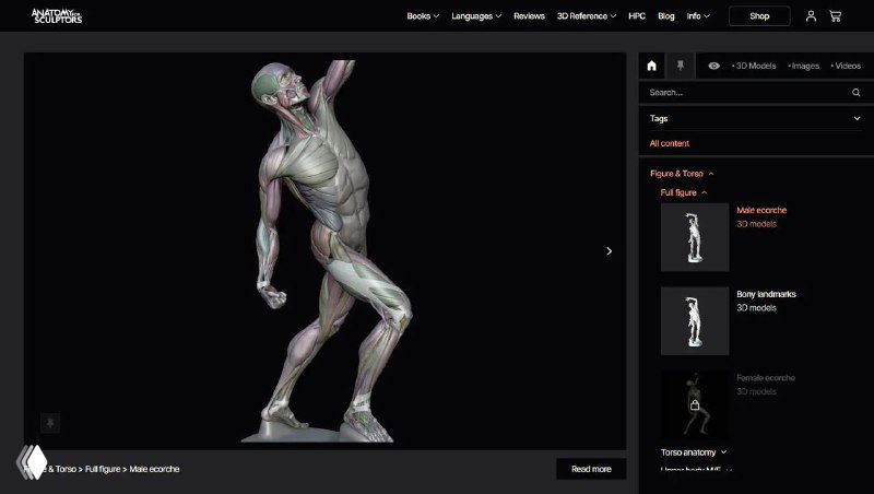 Скриншот сайта Anatomy for Sculptors: 3D‑модель экорше в позе с видимыми мышцами и анатомическими деталями на тёмном фоне
