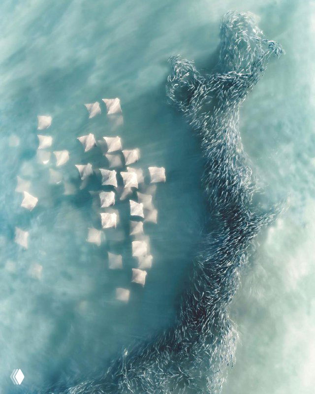 Аэрофотография стаи скатов в мелководье: вид сверху показывает плотное расположение животных, переливы воды и текстуру дна.