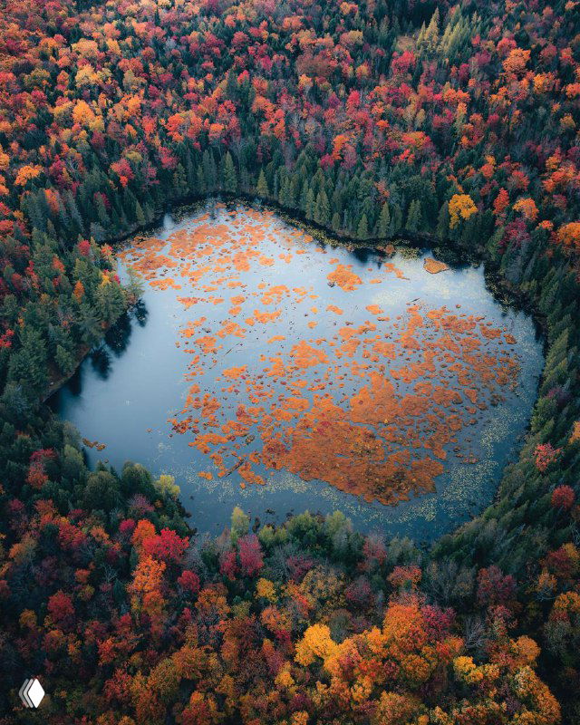 Осенний лес вокруг небольшого озера в форме сердца: разноцветная листва и отражения на воде видны с высоты, подчёркивая композицию пейзажа.