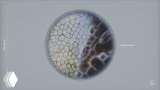 Кадр из видео ARA: круглая микроструктура с выраженными ячейками и пустотами, визуальная метафора воздушных упаковок.